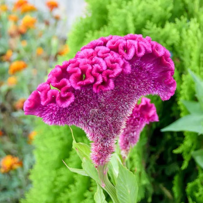 Colorful Cockscomb Seeds-- Easy to grow