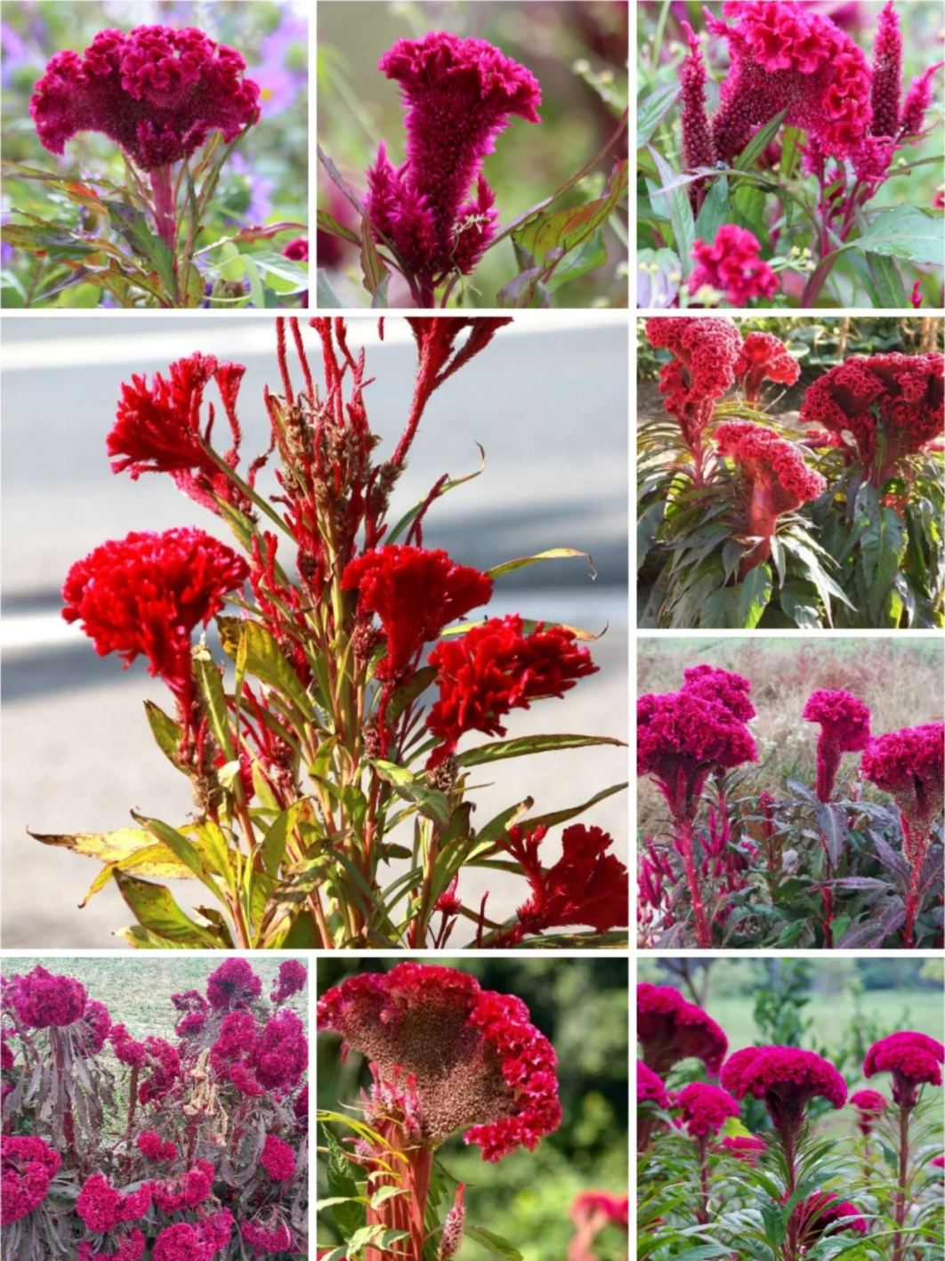 Celosia Flower Seeds