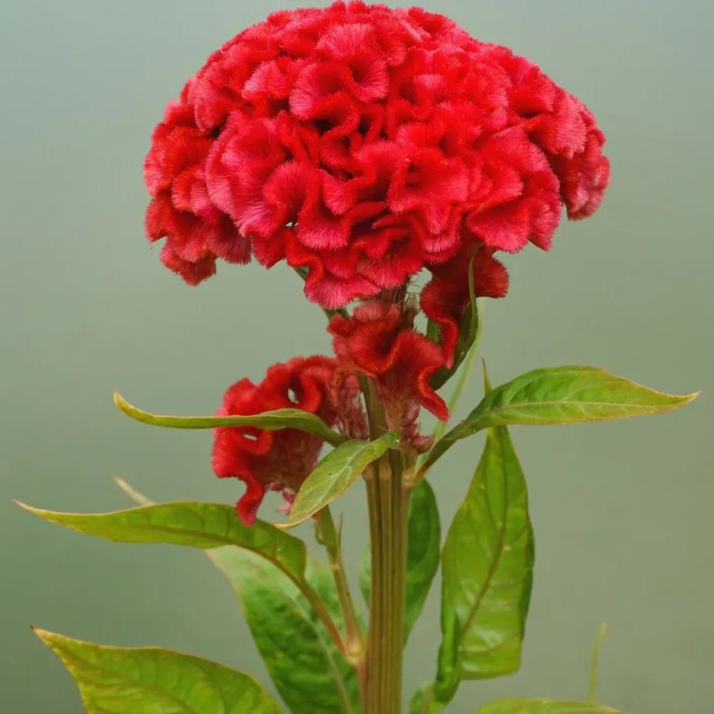 Colorful Cockscomb Seeds-- Easy to grow