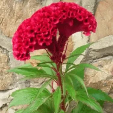 Celosia Flower Seeds