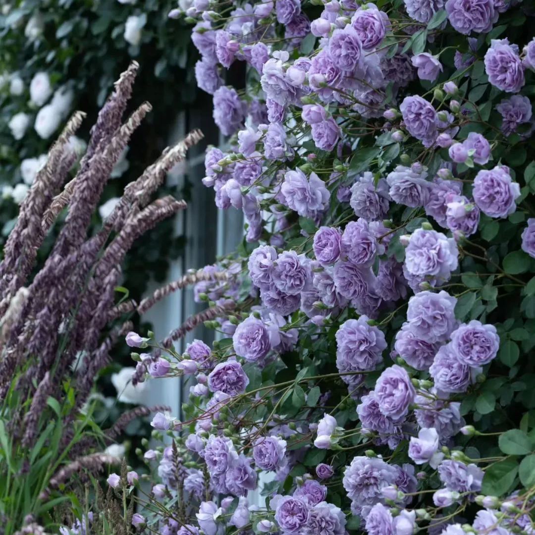 56% OFF✨100 Pcs Rare Climbing Rose Seeds | REPEAT BLOOMING🌹