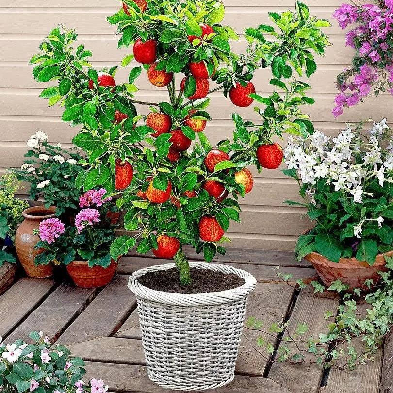52% OFF🎉Rose Ruby Apple Bonsai Landscape