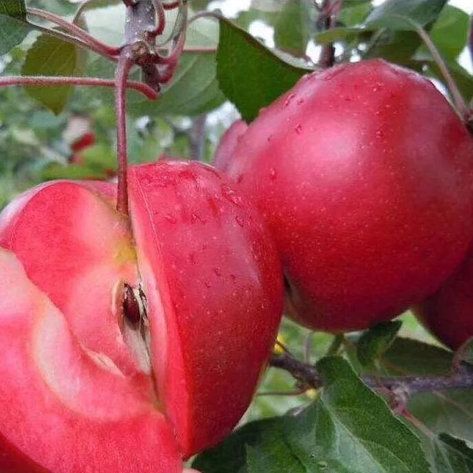52% OFF🎉Rose Ruby Apple--Plant your own landscape