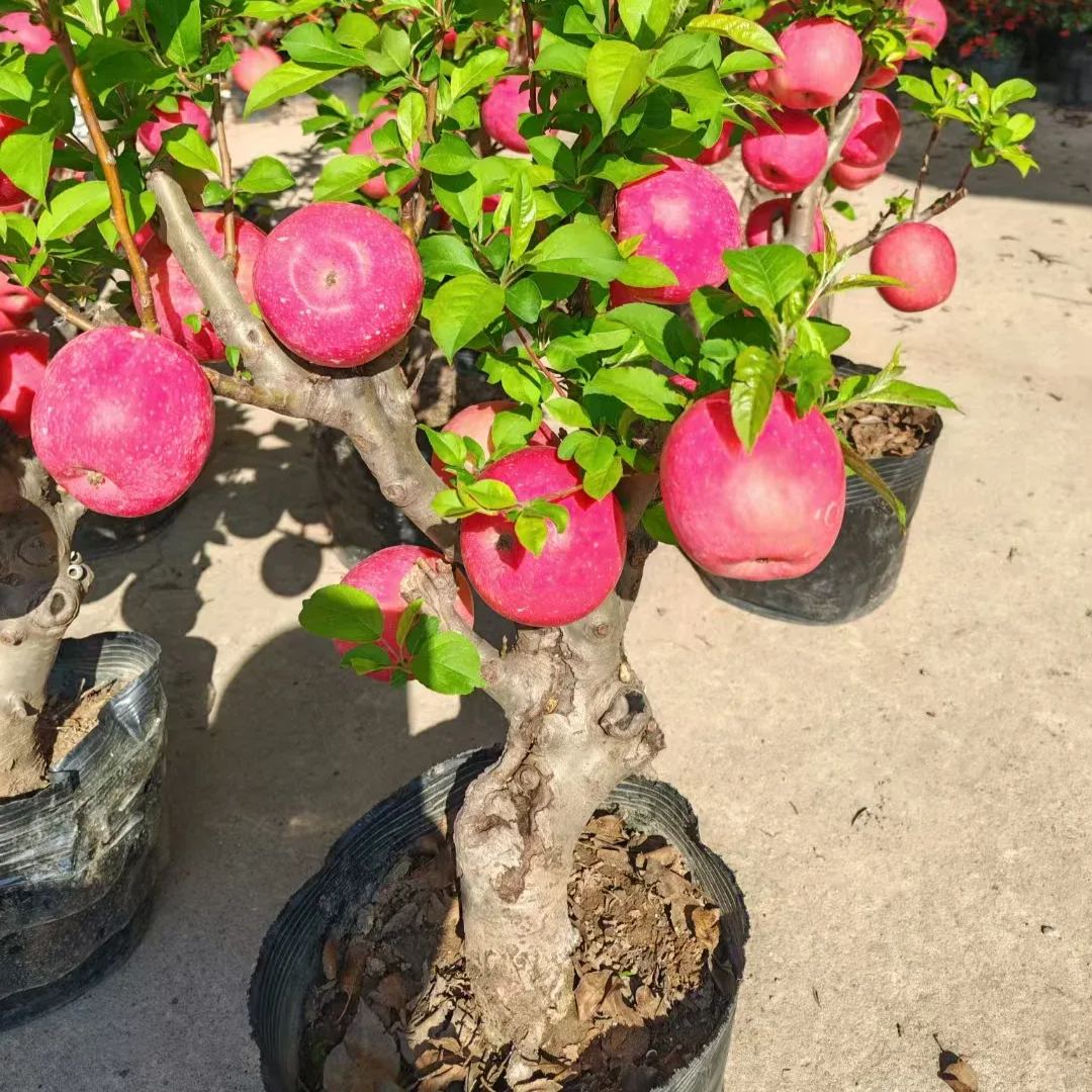 52% OFF🎉Rose Ruby Apple--Plant own landscape