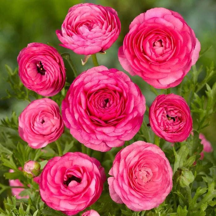 ✨Hot Selling💐Colorful Ranunculus Bulbs