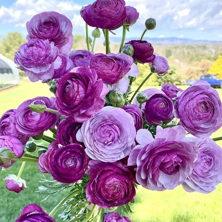 ✨Hot Selling💐Colorful Ranunculus Bulbs