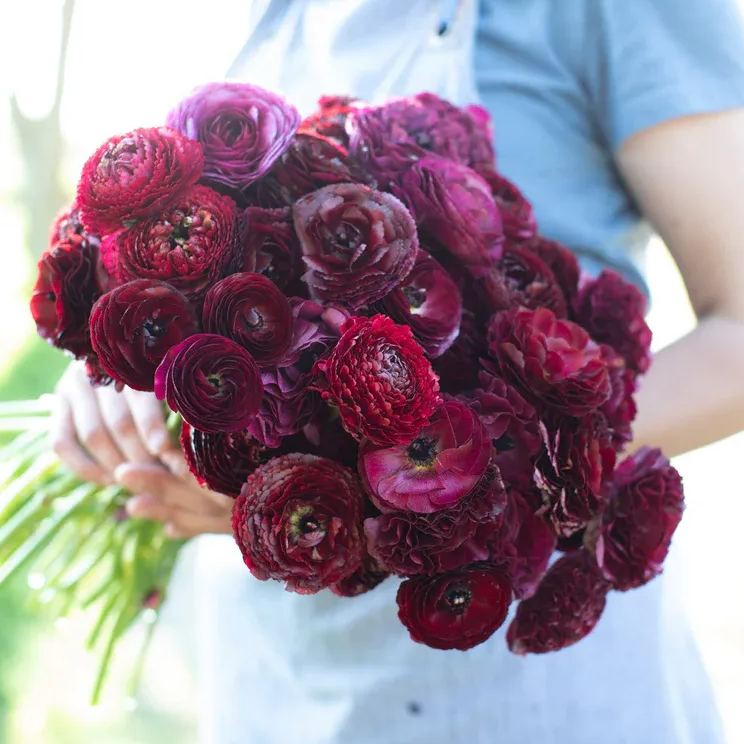 ✨Hot Selling💐Colorful Ranunculus Bulbs