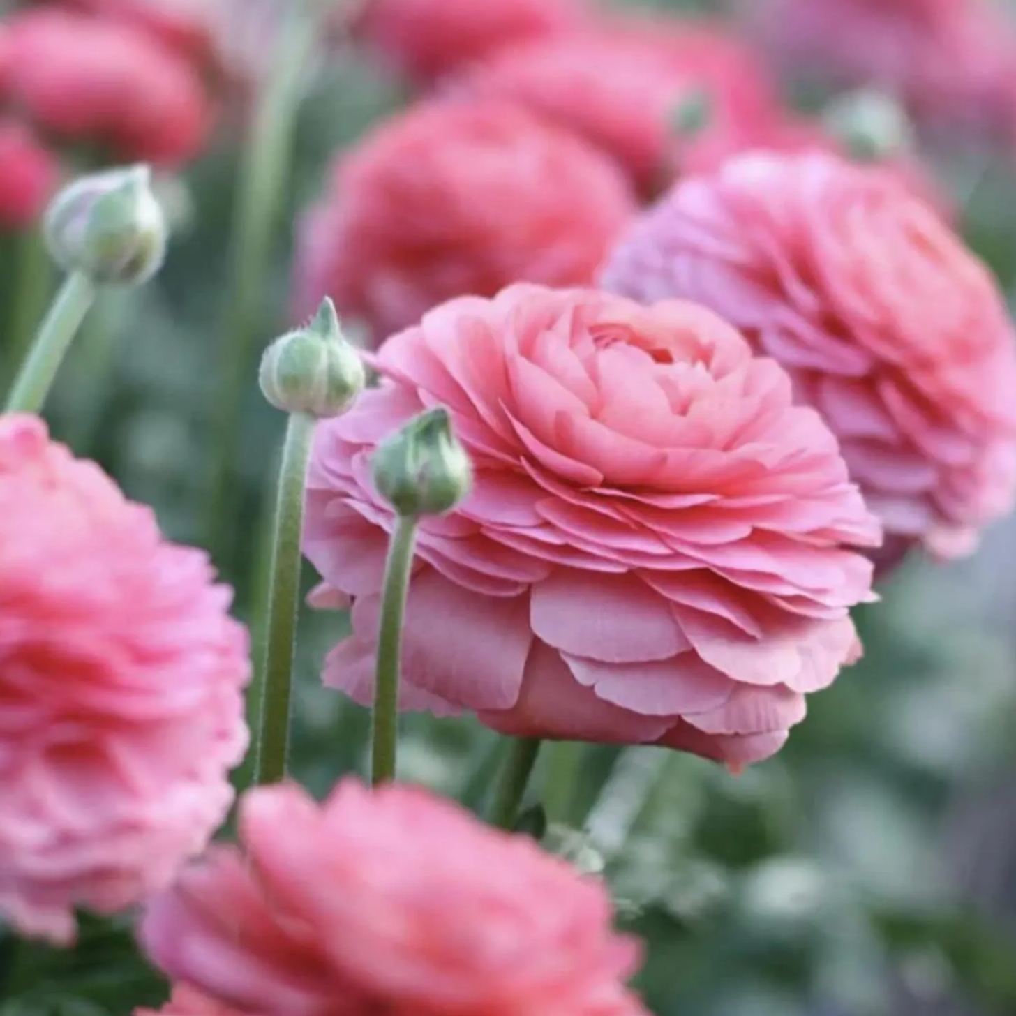 ✨Hot Selling💐Colorful Ranunculus Bulbs
