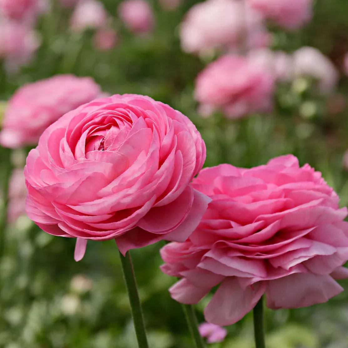 ✨Hot Selling💐Colorful Ranunculus Bulbs