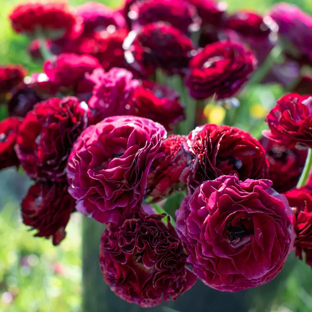 ✨Hot Selling💐Colorful Ranunculus Bulbs