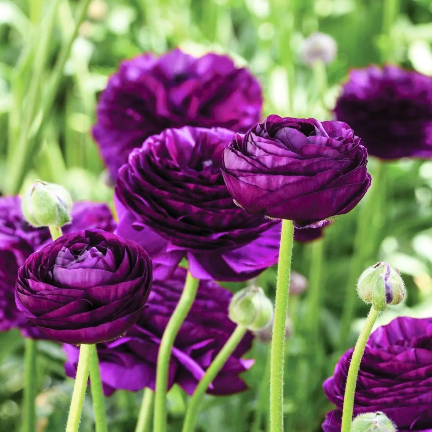 ✨Hot Selling💐Colorful Ranunculus Bulbs