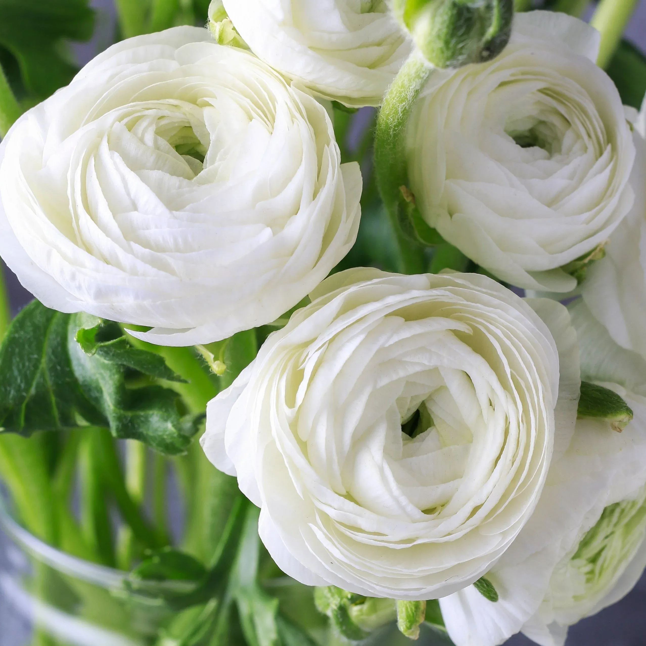 ✨Hot Selling💐Colorful Ranunculus Bulbs