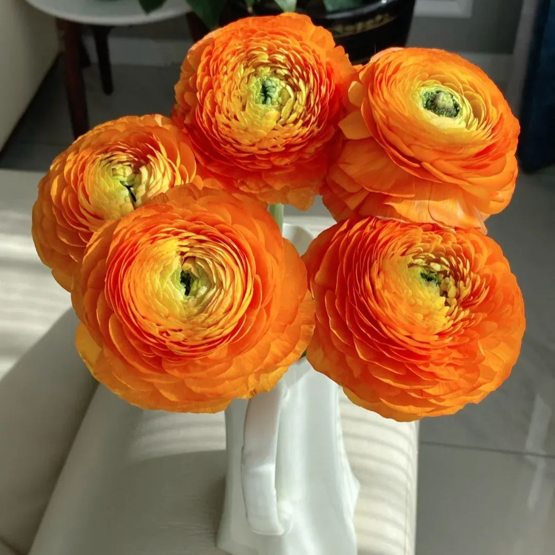 ✨Hot Selling💐Colorful Ranunculus Bulbs