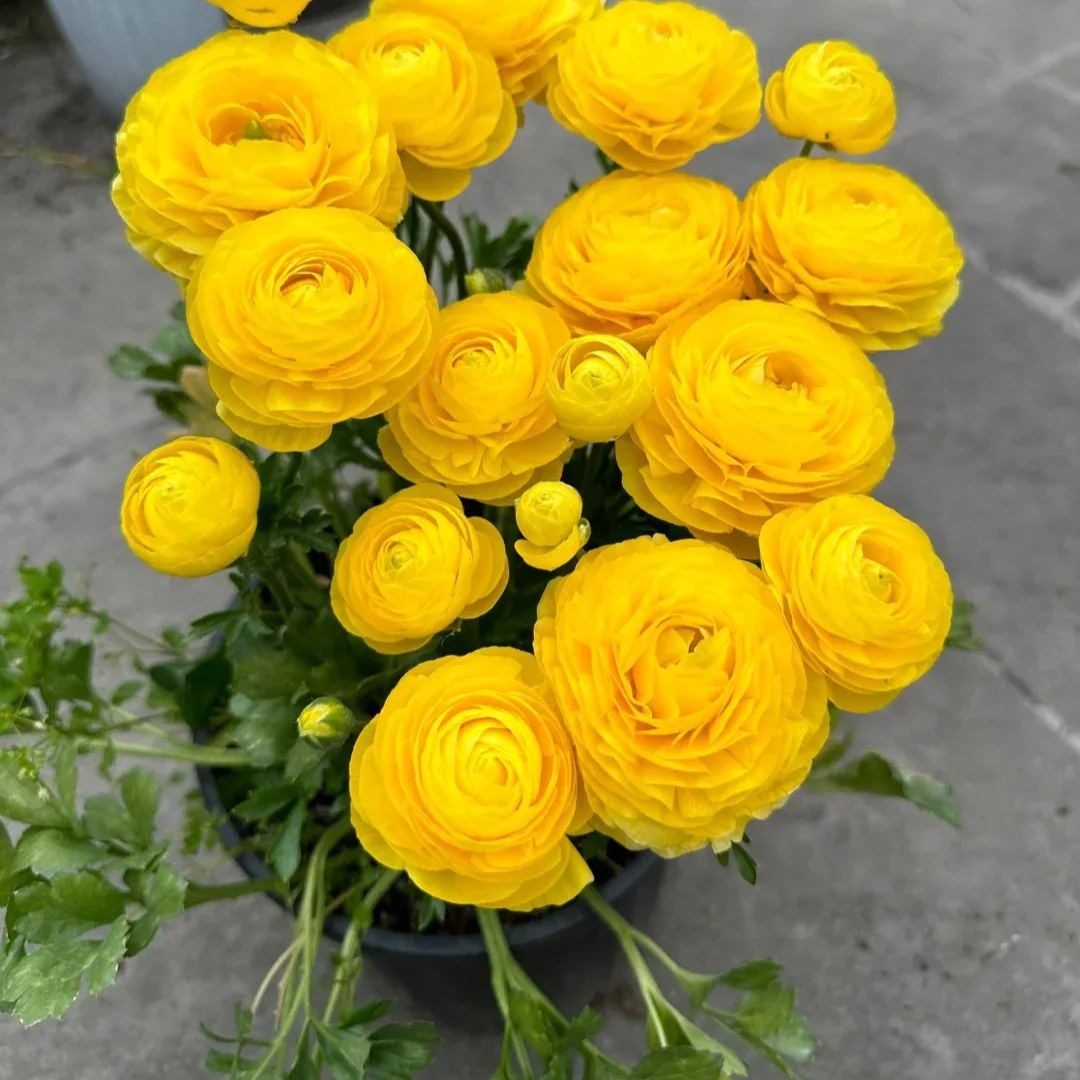 ✨Hot Selling💐Colorful Ranunculus Bulbs