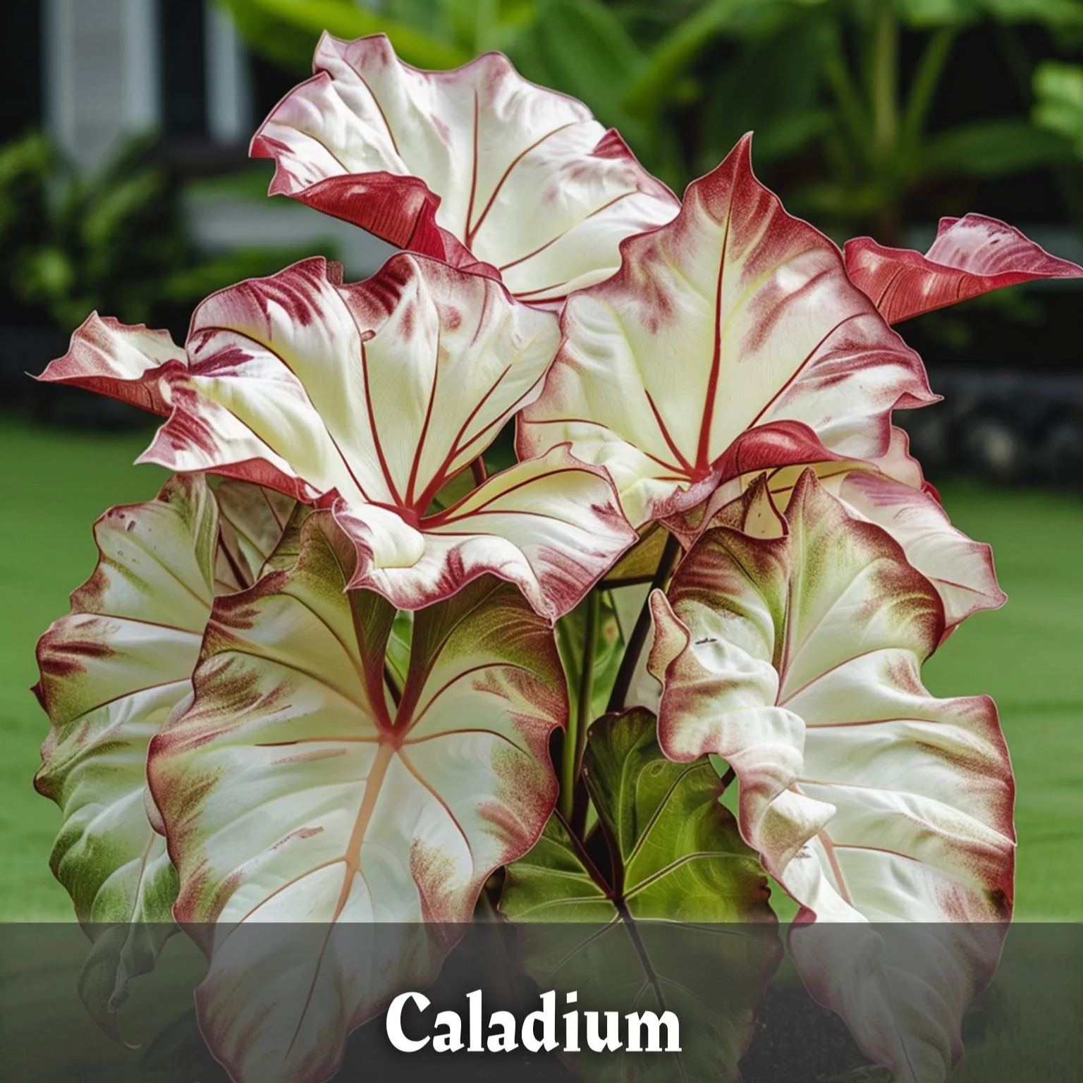 Big Leaf Caladiums