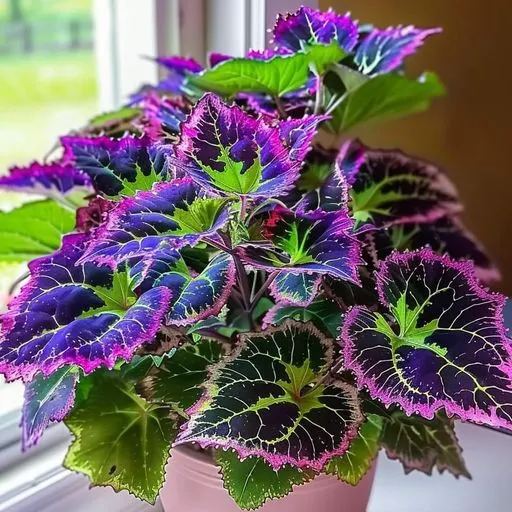  Painted Leaf Begonia Seeds 