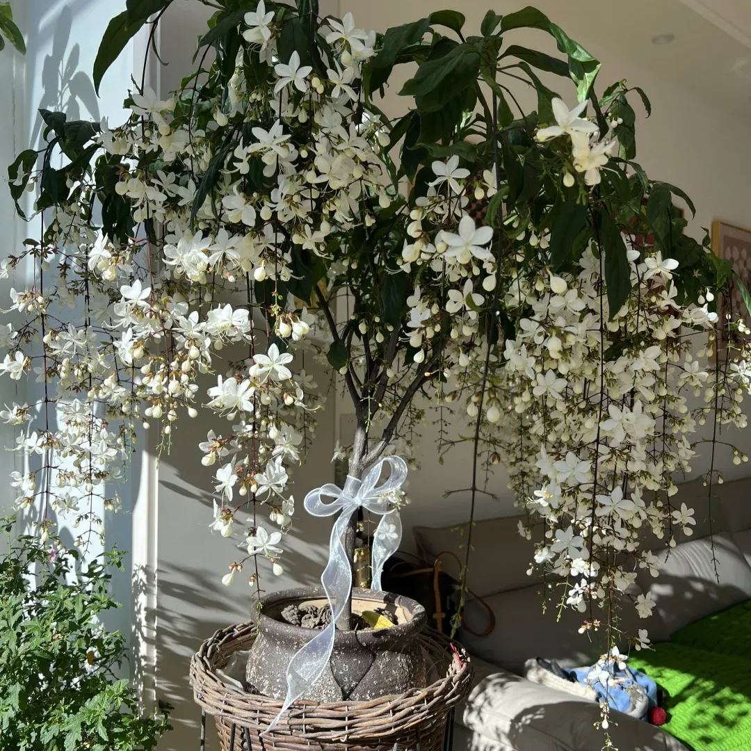 https://img-va.myshopline.com/image/store/1689135872829/-17394205005342.png?w=1080&h=1440