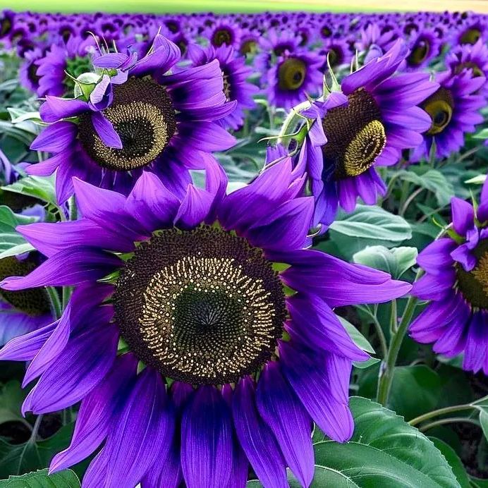 [Copy] Golden purple sunflower seeds