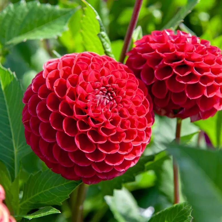 Pompom Dahlia Seeds