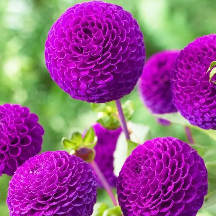 Pompom Dahlia Seeds