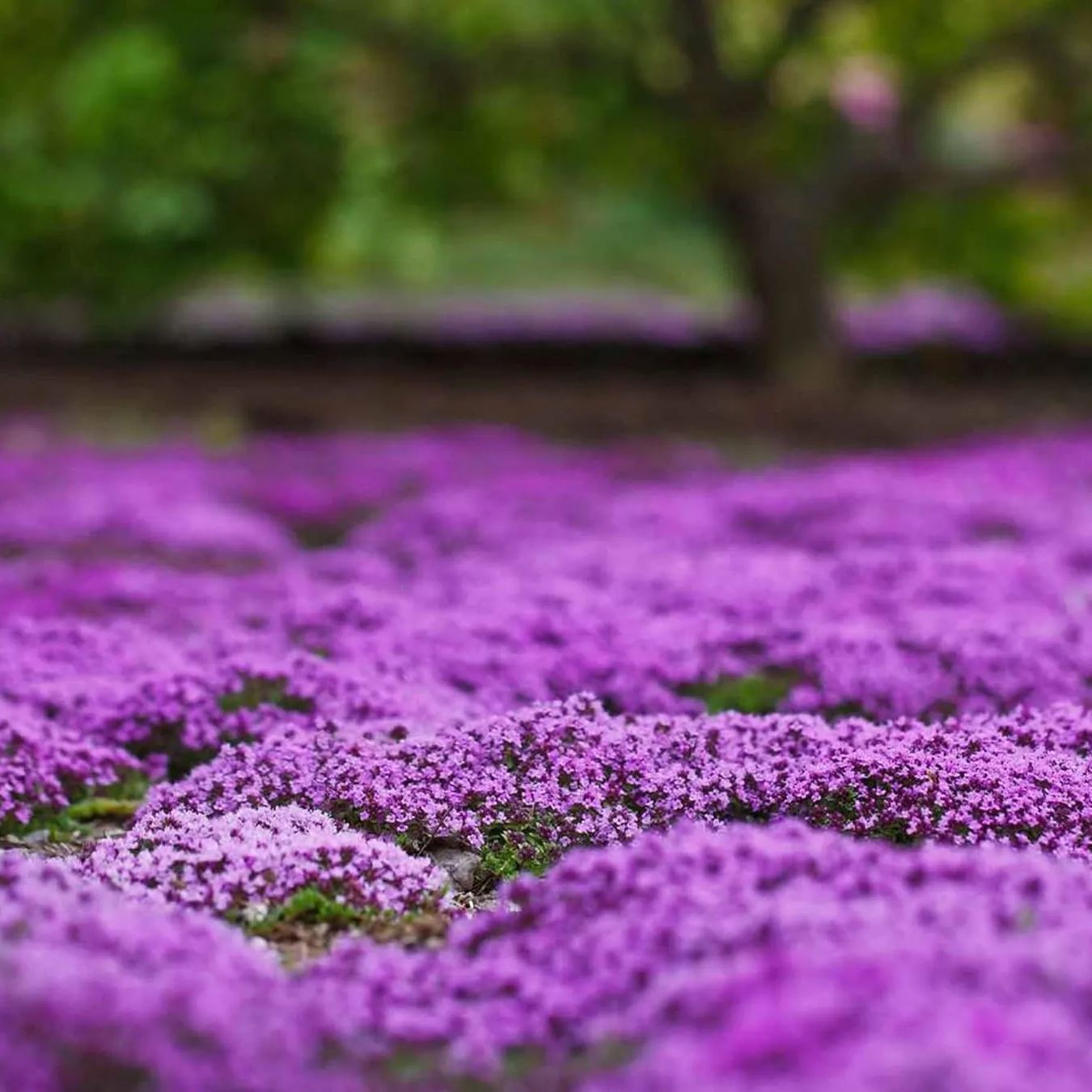 Creeping Thyme Homegrown Seeds Easy to Plant and Grow Non-GMO Perennial Flower Premium Seeds