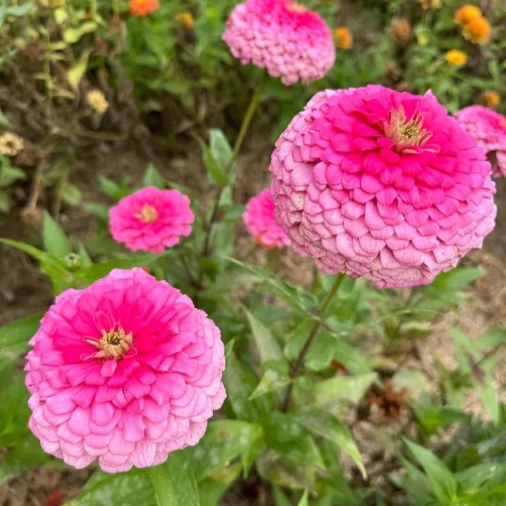 Mixed Color Double Zinnia Seeds