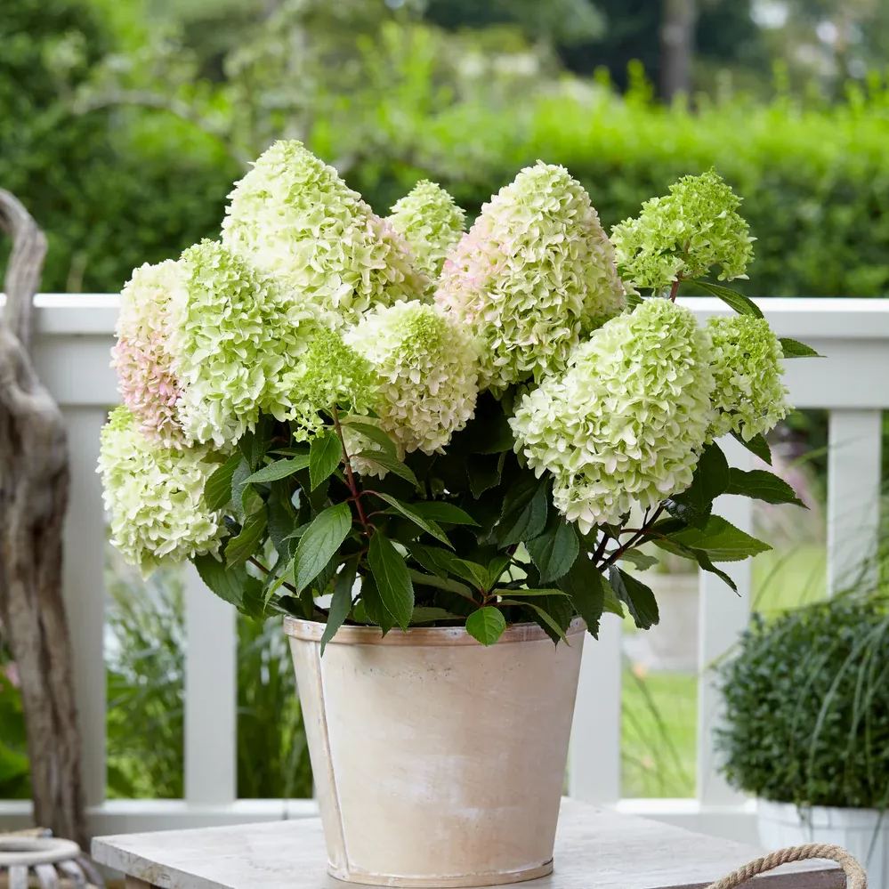 Panicle Hydrangea Flowers Seeds