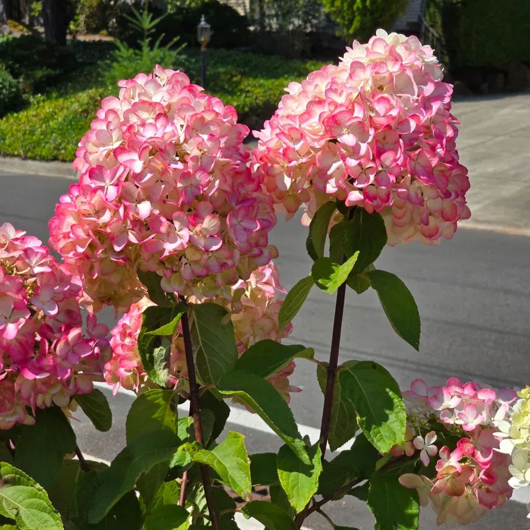 Panicle Hydrangea Flowers Seeds