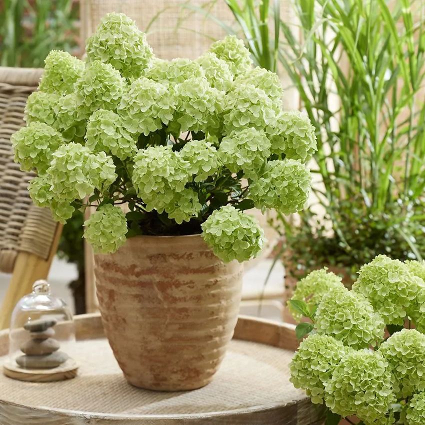 Panicle Hydrangea Flowers Seeds