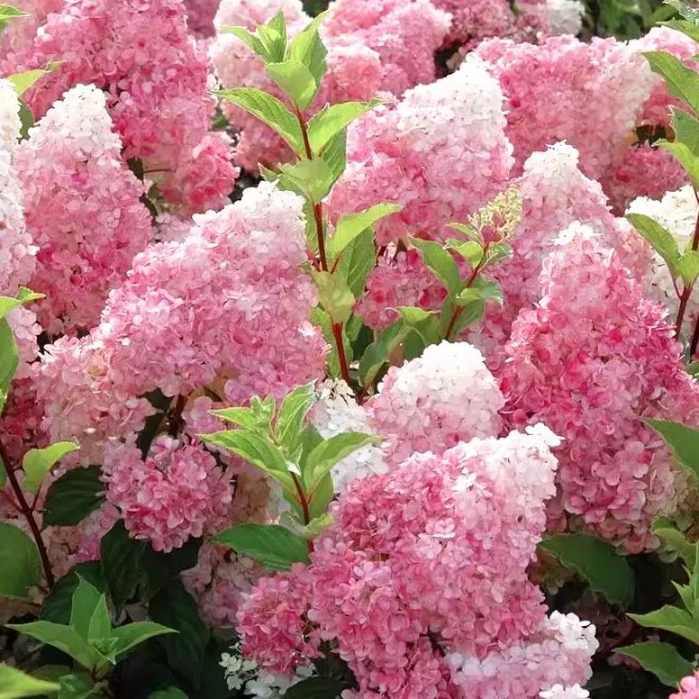 Panicle Hydrangea Flowers Seeds