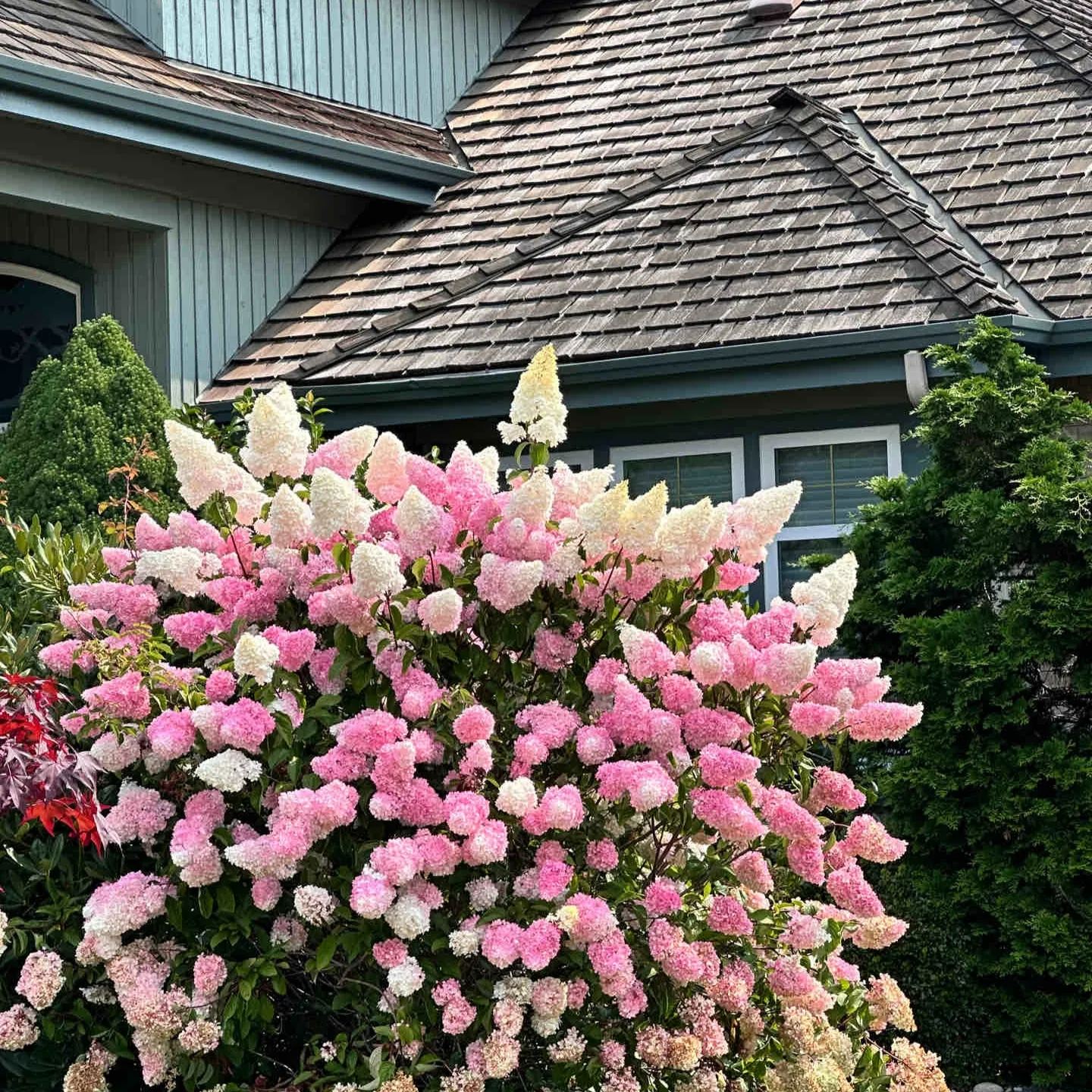 Panicle Hydrangea Flowers Seeds