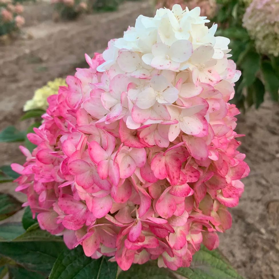 Panicle Hydrangea Flowers Seeds