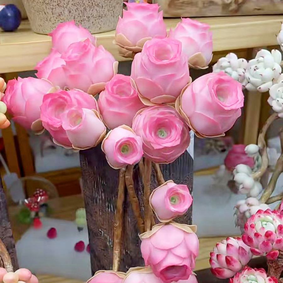 🌿 Mountain Succulent Rose Seeds – Rare Beauty for Your Garden! 🌿
