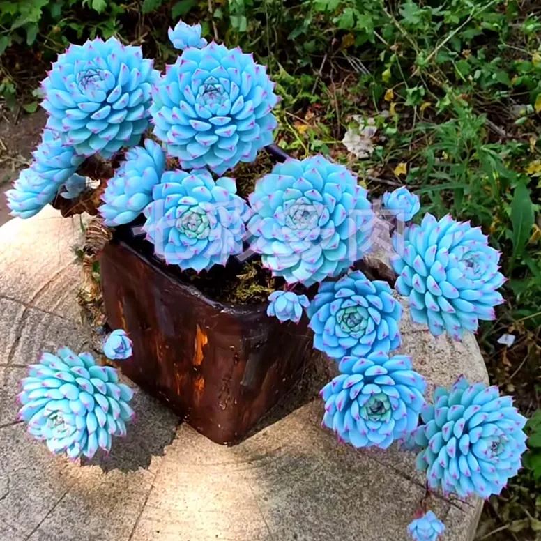 🌿 Mountain Succulent Rose Seeds – Rare Beauty for Your Garden! 🌿