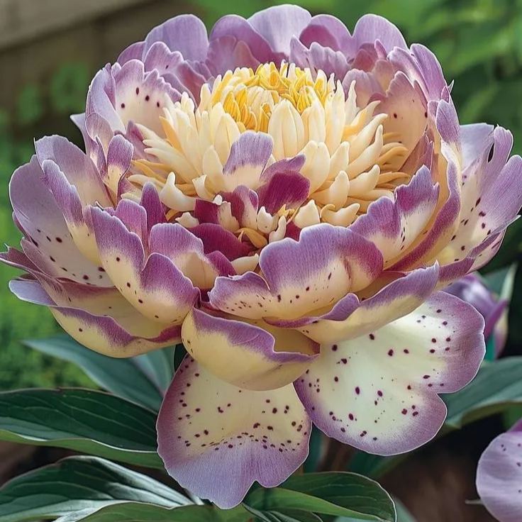 🖤BLACK BEAUTY PEONY FLOWER SEEDS