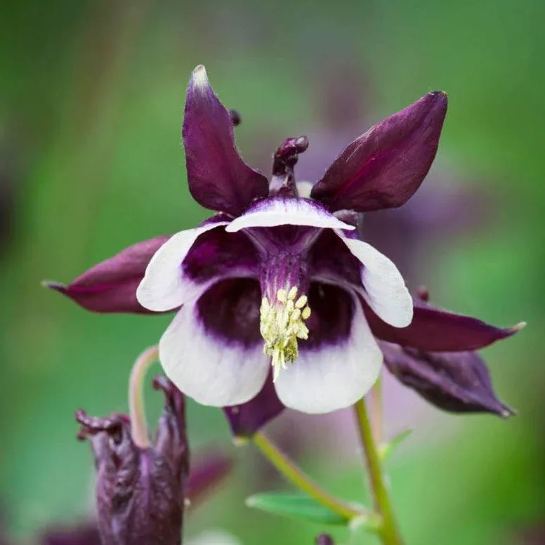 🐈‍⬛Cat's Paw Flower Seeds Columbine Seeds