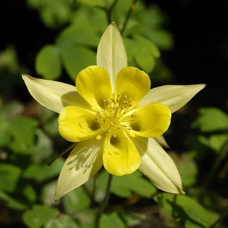 🐈‍⬛Cat's Paw Flower Seeds Columbine Seeds