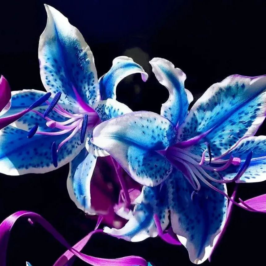 🌸Vibrant colorful lily bulbs – Luxurious Blooms in Unforgettable Shades 🌸