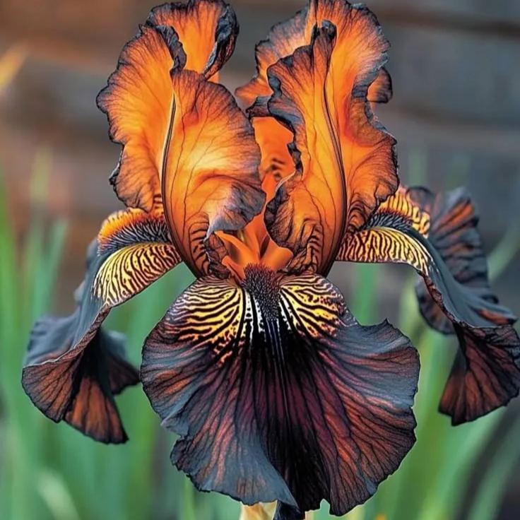🦓 Zebra Stripes Iris Bulbs – Bold Patterns, Timeless Elegance 🌿