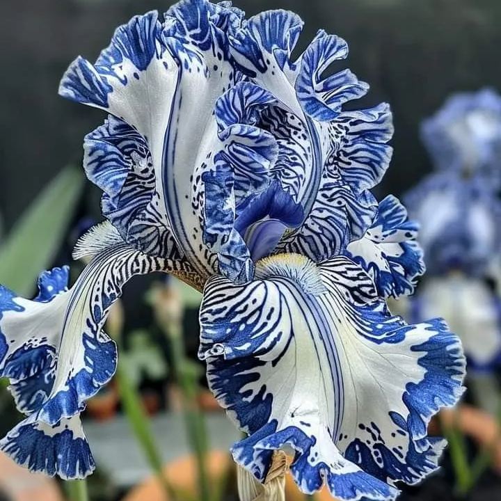 🦓 Zebra Stripes Iris Bulbs – Bold Patterns, Timeless Elegance 🌿