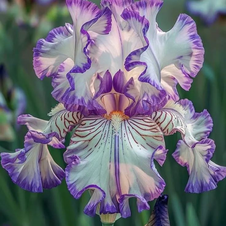 🦓 Zebra Stripes Iris Bulbs – Bold Patterns, Timeless Elegance 🌿