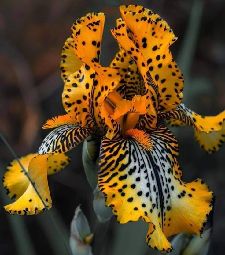 [Copy]Blue Red Dress Iris Bulbs