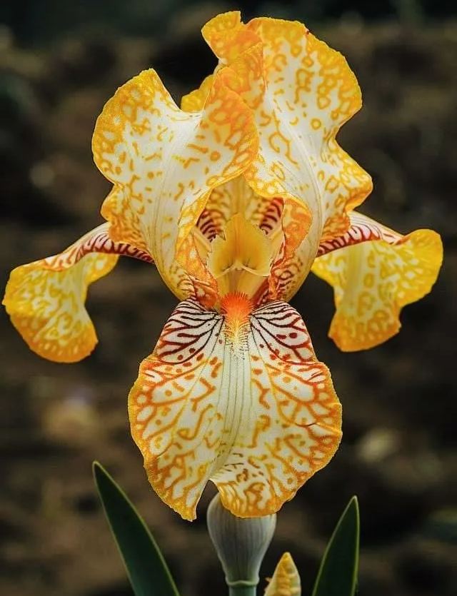[Copy]Orange Polka Dots Iris Bulbs