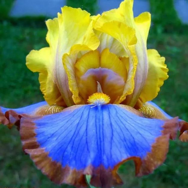 [Copy]Yellow Duck Down Orange Iris Bulbs