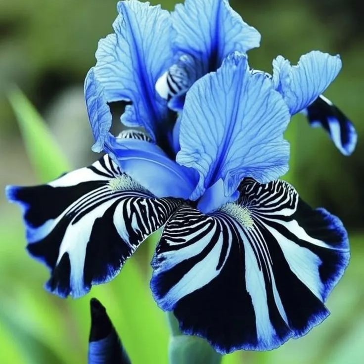 Dark Blue Sky Iris Bulbs