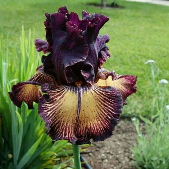 Purple Prophetic Iris Bulbs