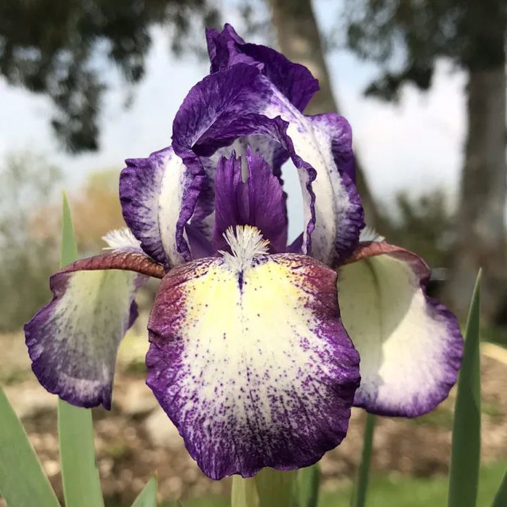 [Copy]Rare Colorful Gradient Iris Bulbs