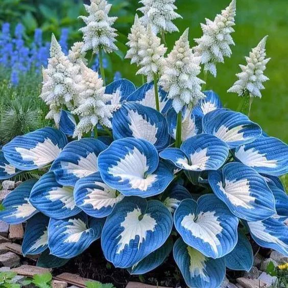 🌿 Hosta Seeds – Lush Foliage for a Stunning Shade Garden! 🌿