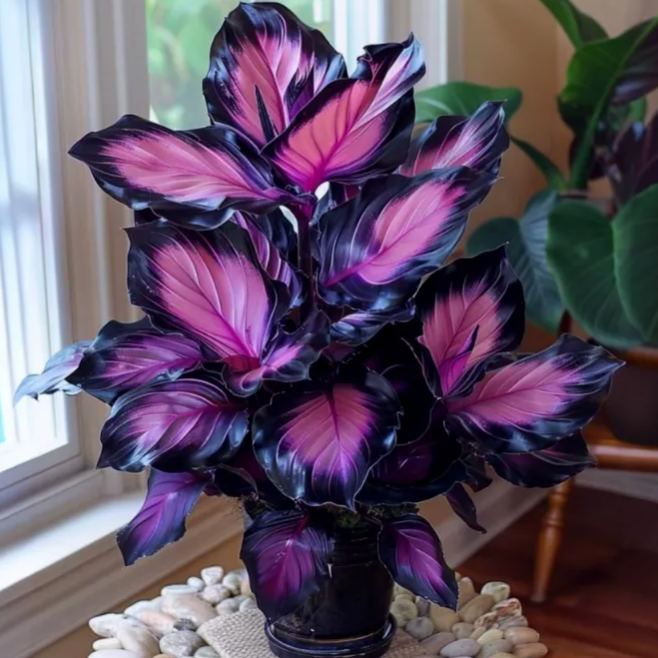 Premium Colorful Calathea Bulbs