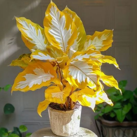Premium Colorful Calathea Bulbs